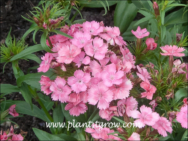 Dianthus Dash Pink
